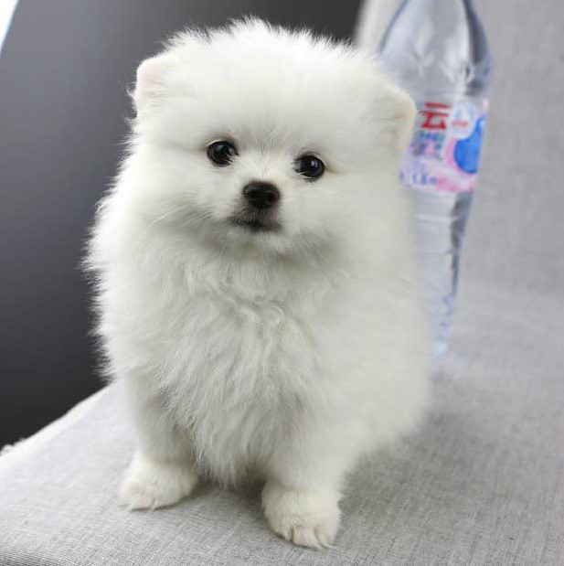买球体纯种博美纯白色无杂毛喜欢的联系我