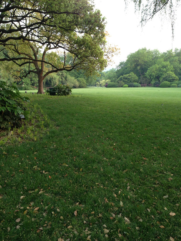 明媚天,夏天的草坪上