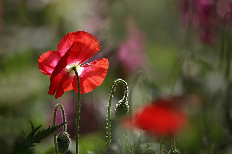 花朝节上虞美人