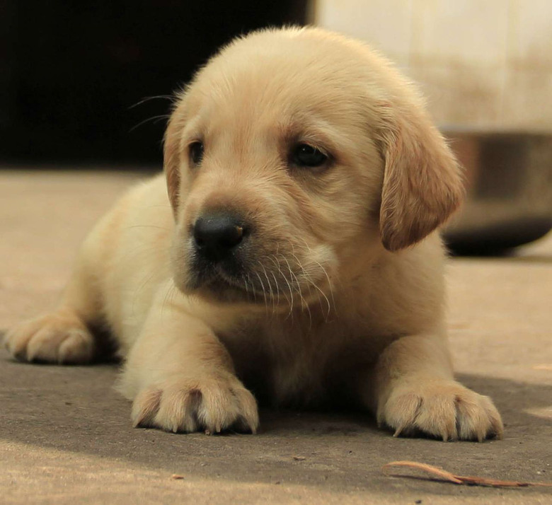性情温和,聪明听话的狗狗.