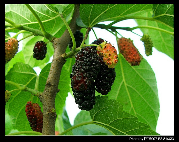 野外几种常见野果