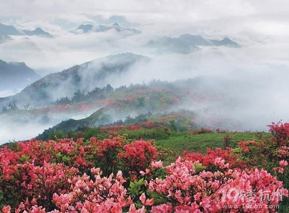 5月4-5日让我们一起露营在绿葱湖看杜鹃花开  有意向点进
