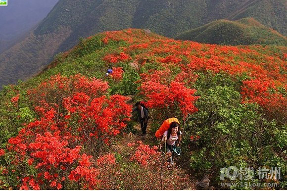 5月4-5日让我们一起露营在绿葱湖看杜鹃花开  有意向点进