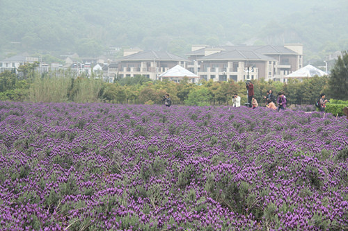 游客拍客争睹薰衣草