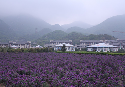 游客拍客争睹薰衣草