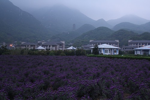 游客拍客争睹薰衣草