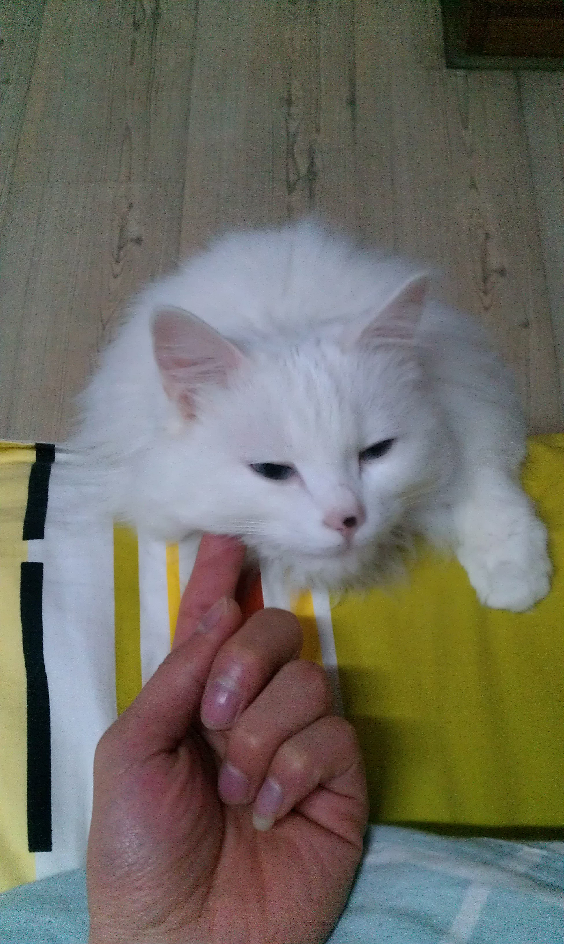 白色狮子猫mm相亲喽