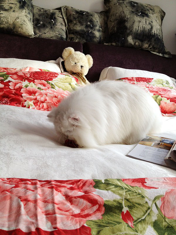 出售可爱的金吉拉宝宝