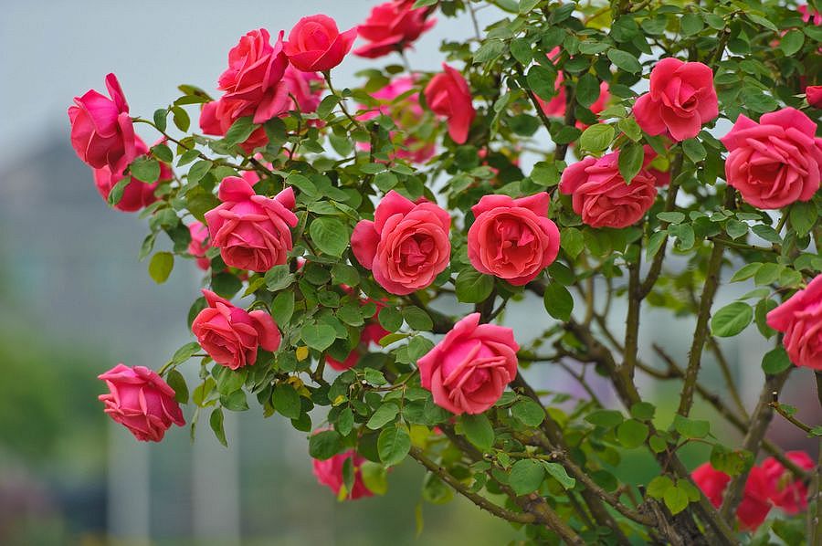 【虹越花卉】千姿百态月季花a