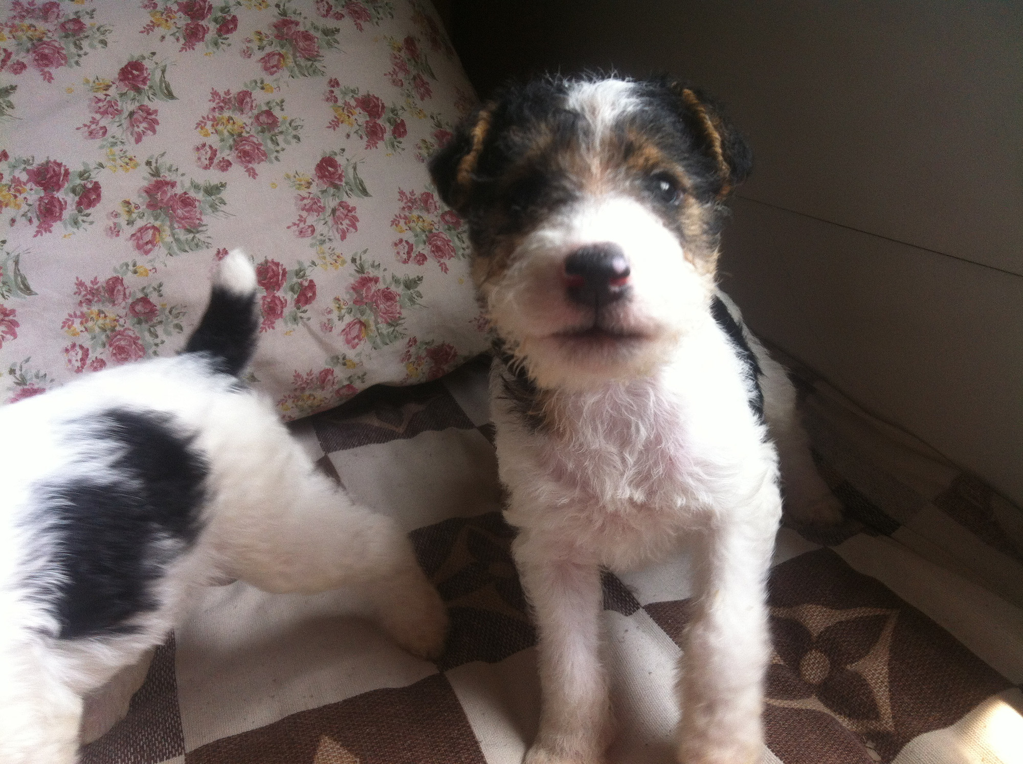 刚毛猎狐梗宝宝满月啦!爱它们