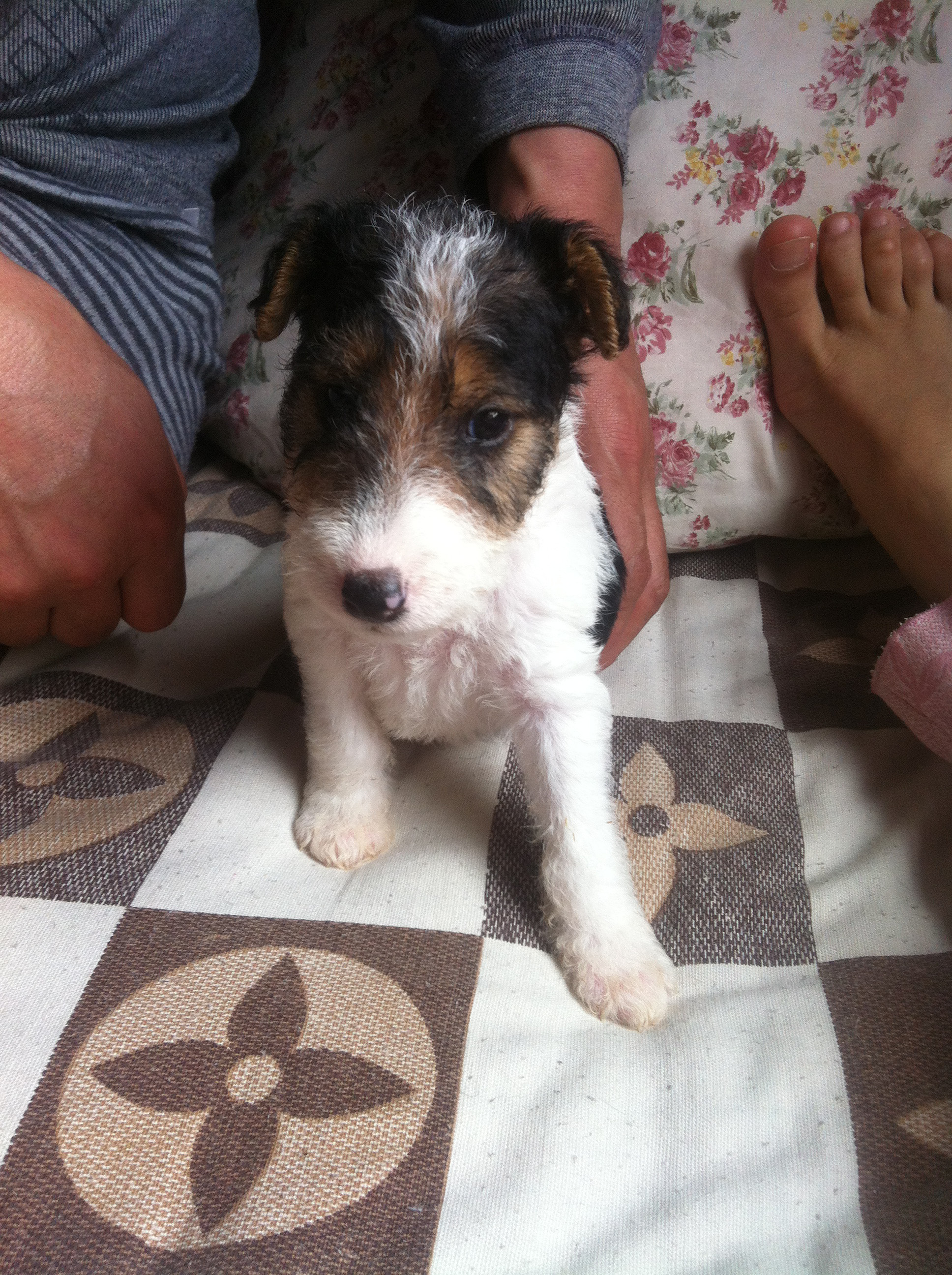 刚毛猎狐梗宝宝满月啦!爱它们