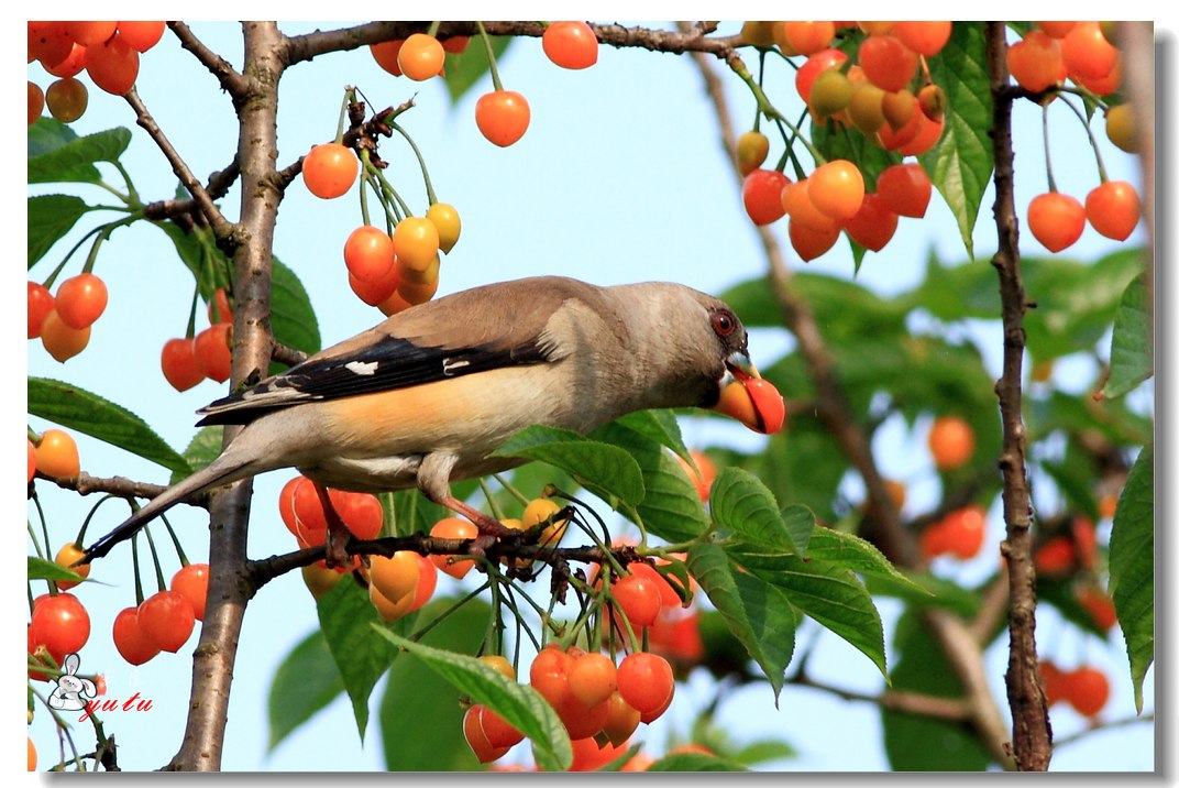 蜡嘴鸟吃樱桃