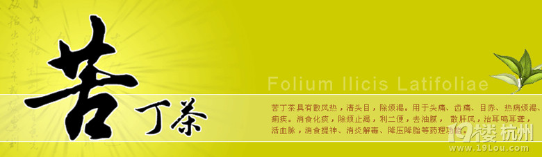 苦丁茶的功效与禁忌