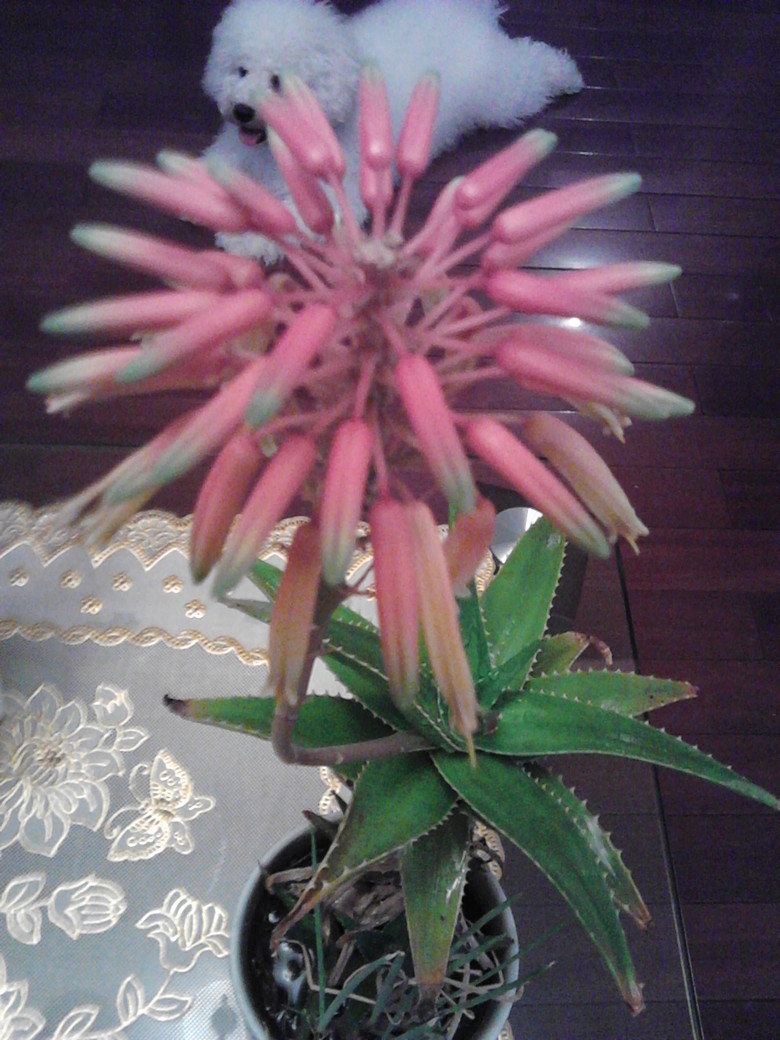 你见过会开花的芦荟吗?