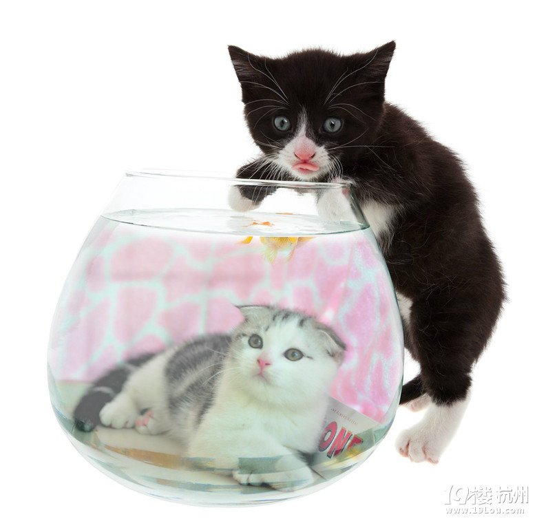 宠物版块【X星人爆笑连载】2013年5月篇