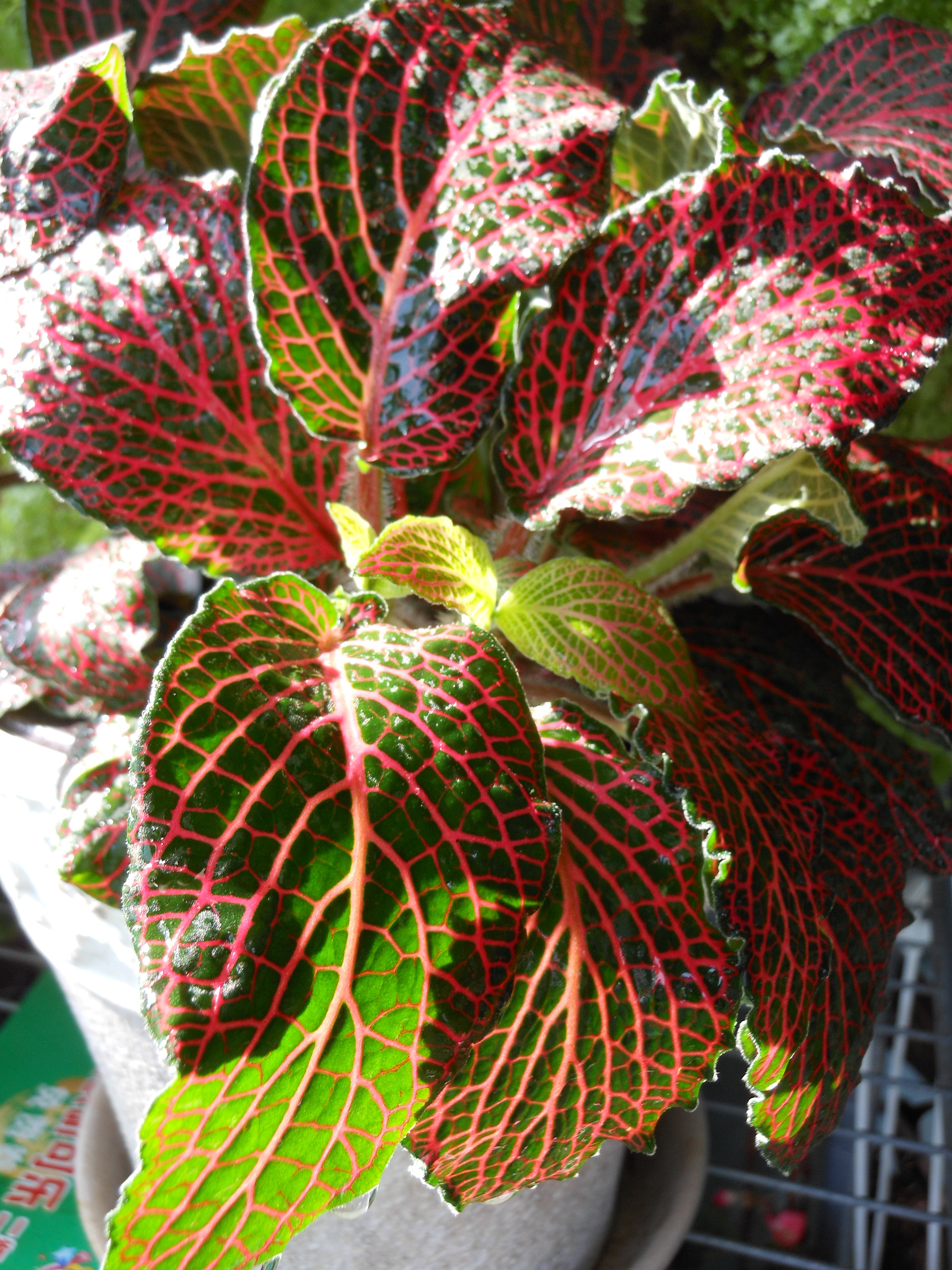 超美的柏姬月季,矮牛,矾根,长寿及其他 上一张 下一张