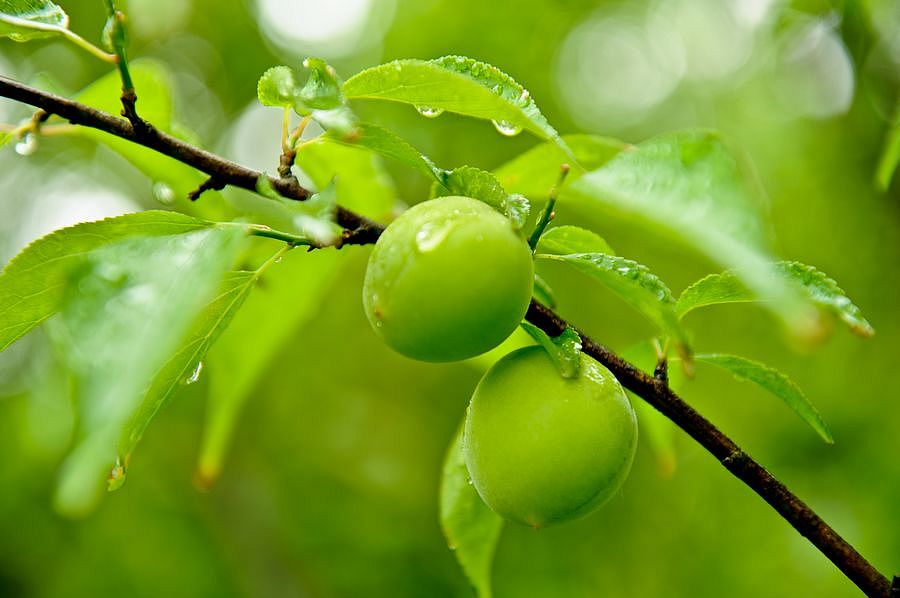 【夏之魅惑】超山梅子待君尝