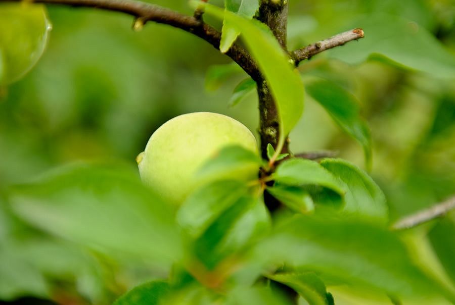 【夏之魅惑】超山梅子待君尝