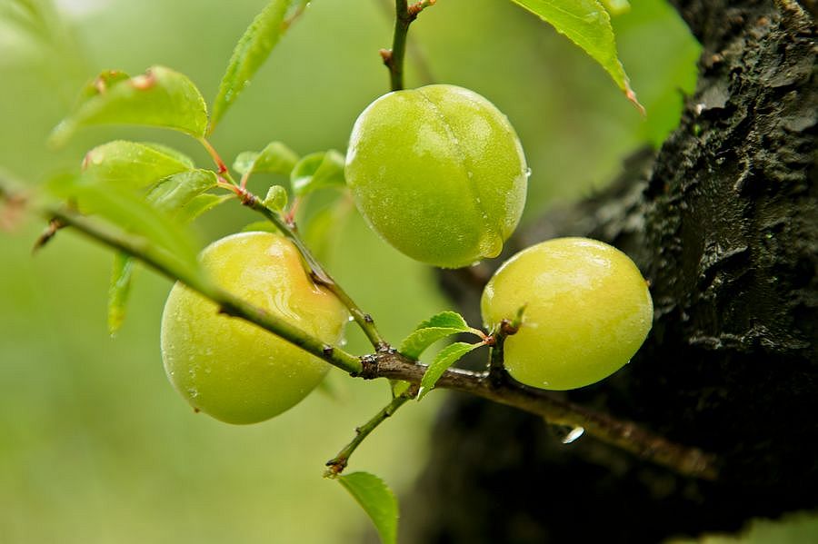【夏之魅惑】超山梅子待君尝