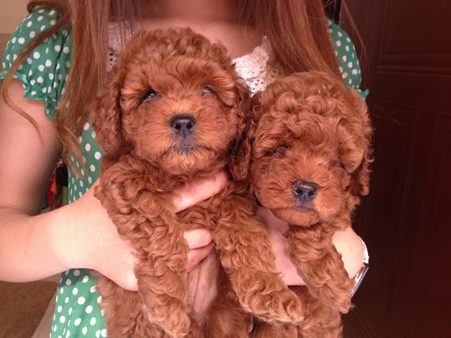 纯种玩具型棕红色贵宾出售(家养)