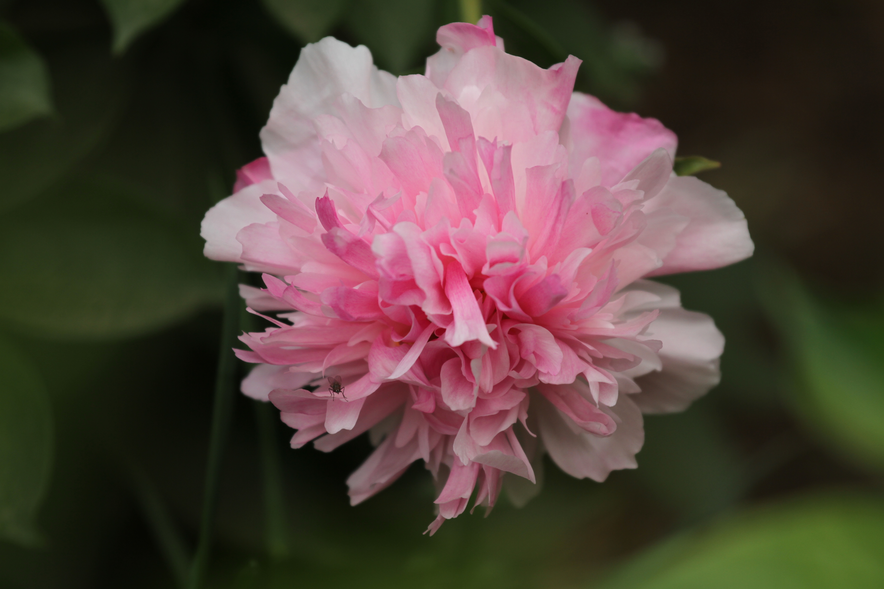 植物园花草_图8