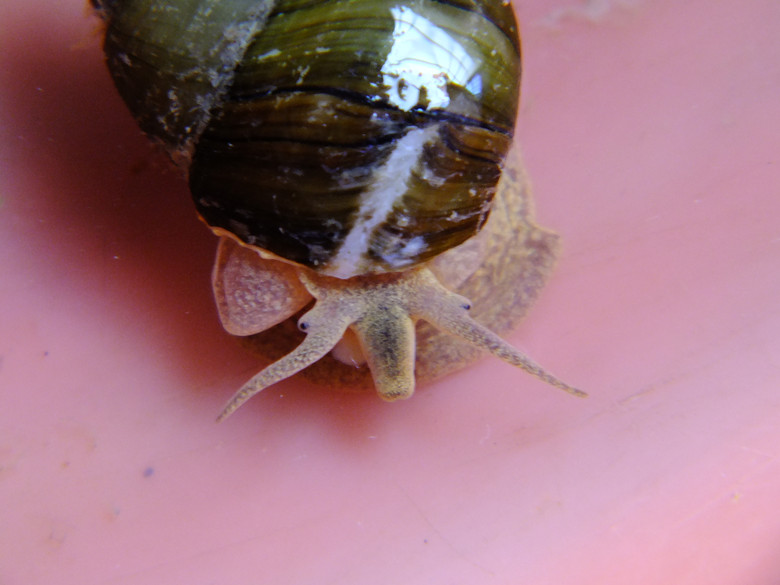 今天买的青壳螺丝