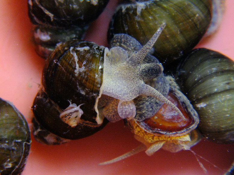 今天买的青壳螺丝