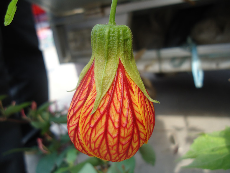 网络天灯(学名:纹瓣悬铃花}