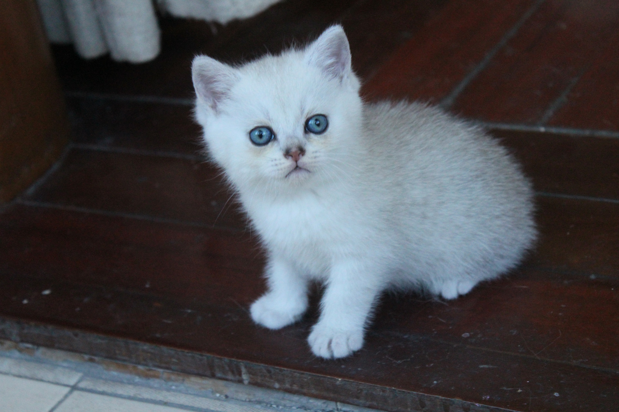 4月11日出生(银色渐层英短ddmm)最后1只,降500