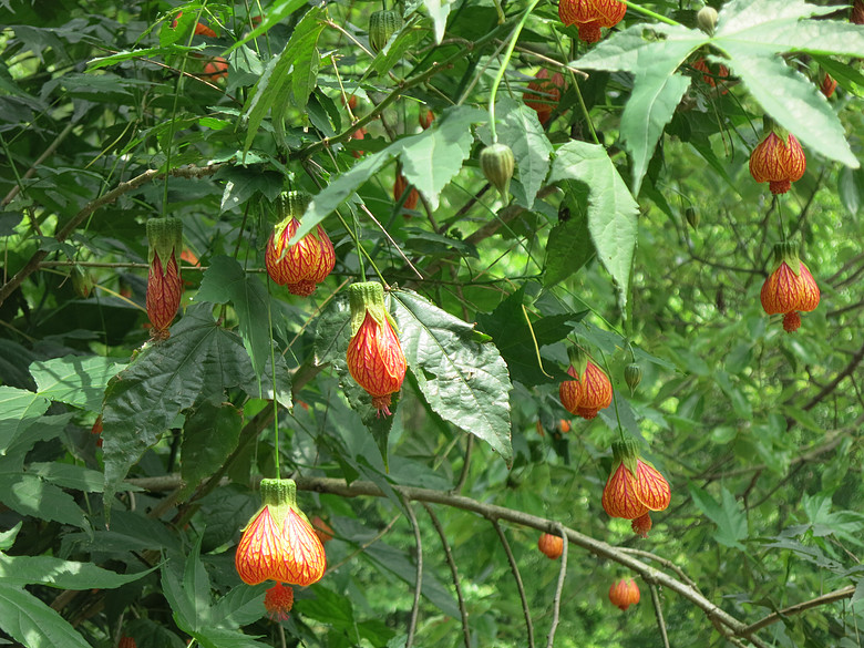 网络天灯(学名:纹瓣悬铃花}