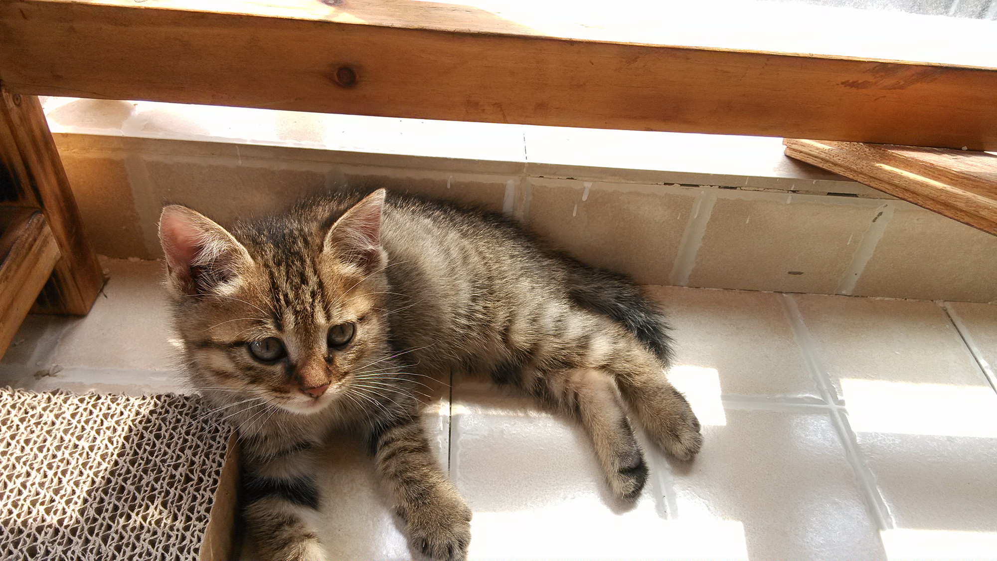 求证下 是土猫么?-健康求助-宠物讨论区-杭州19楼