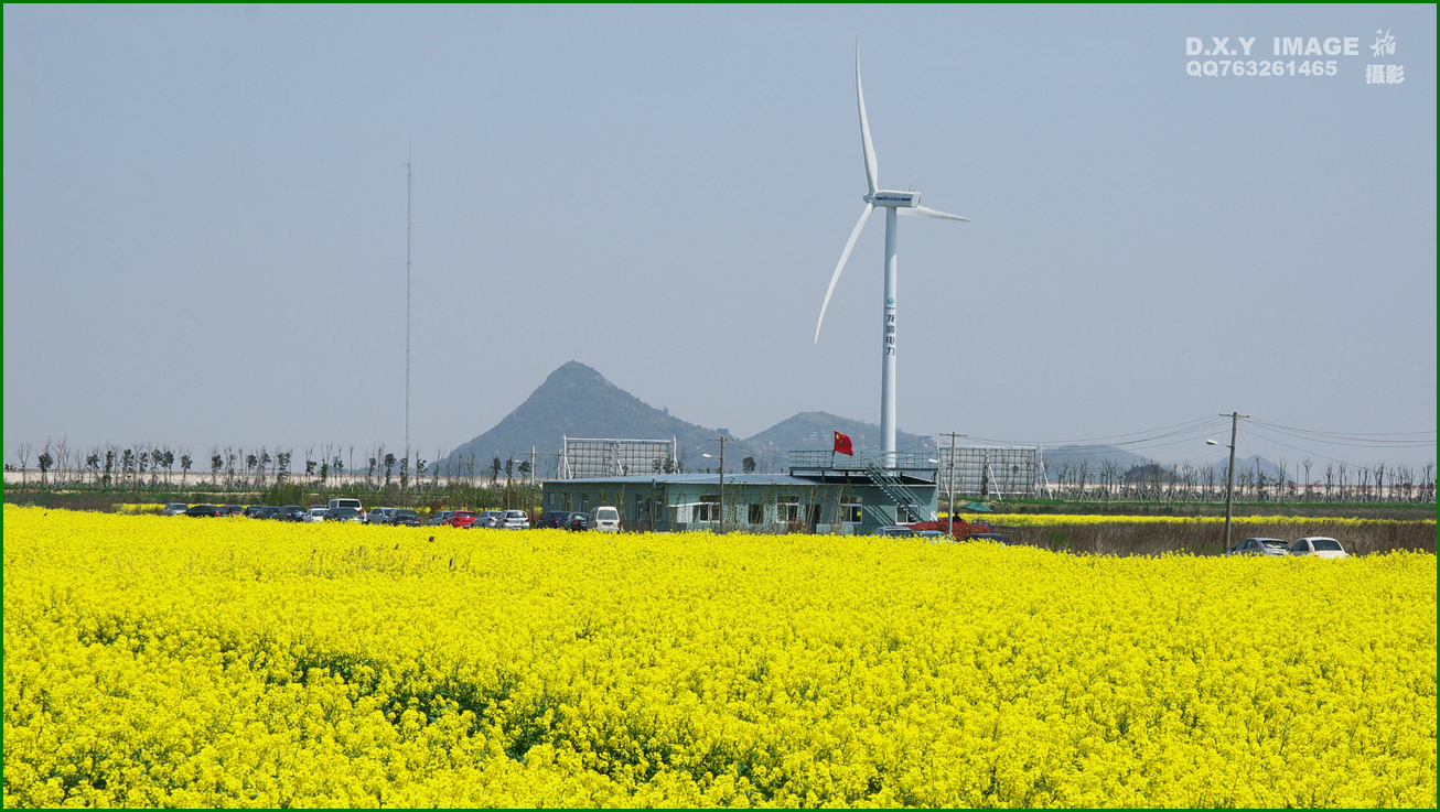 东海塘油菜花地址图片