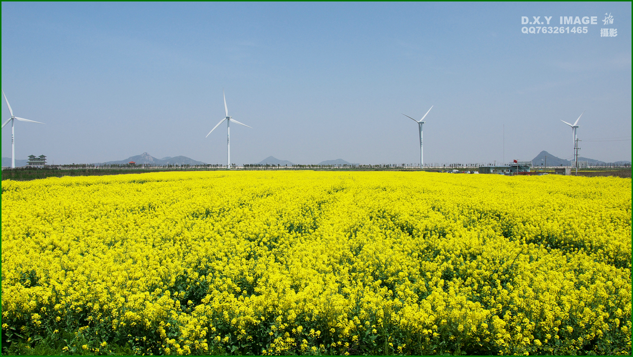 油菜花【温岭东海塘】