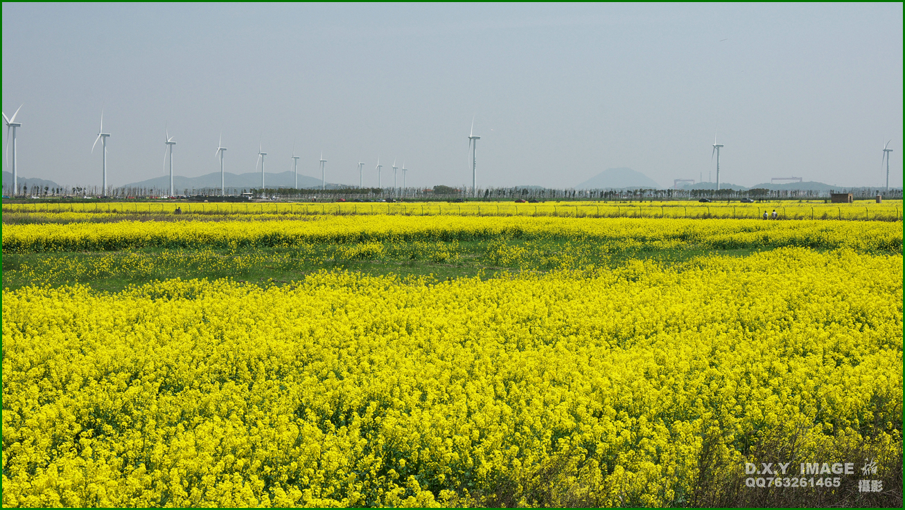 油菜花【温岭东海塘】