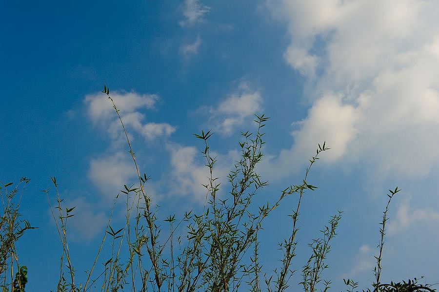 【美丽夏天】凌云直上心高洁