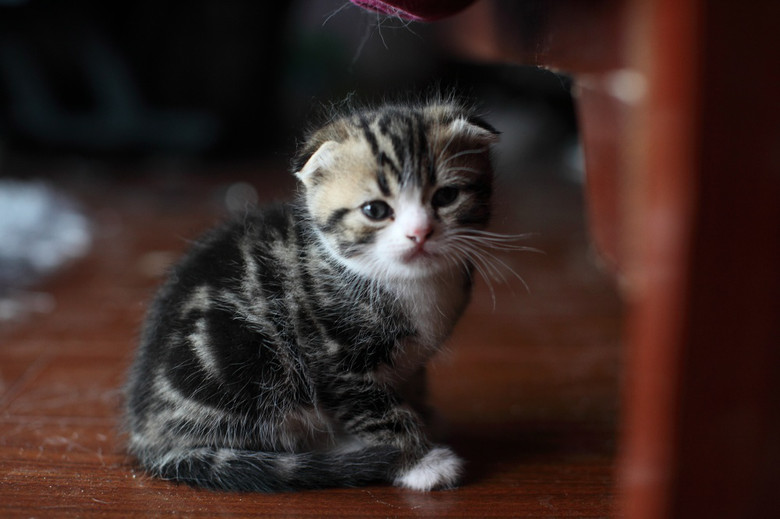 刚出生的折耳猫图片图片