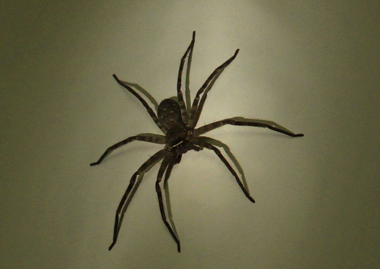 家里来了个客人——星条旗巨蛛! 求指教,谁认识它?