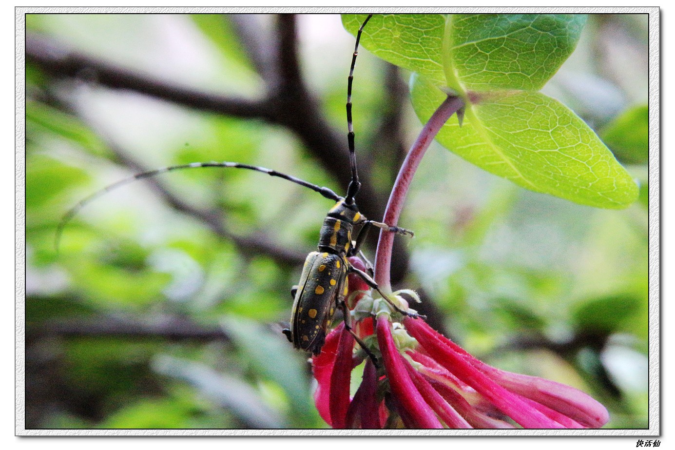 黄星天牛-其他-19摄区-杭州19楼