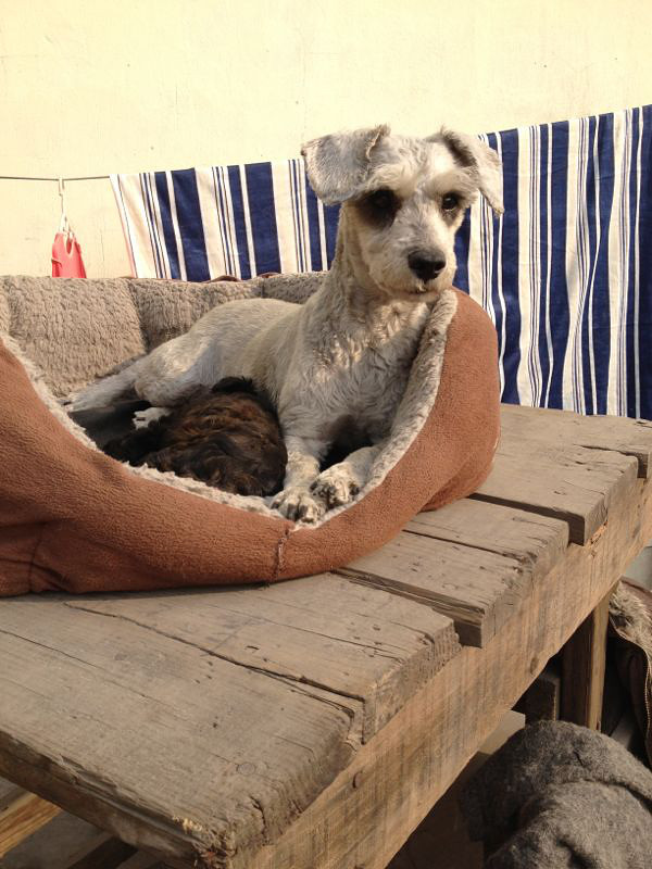 无奈转爱犬2只.