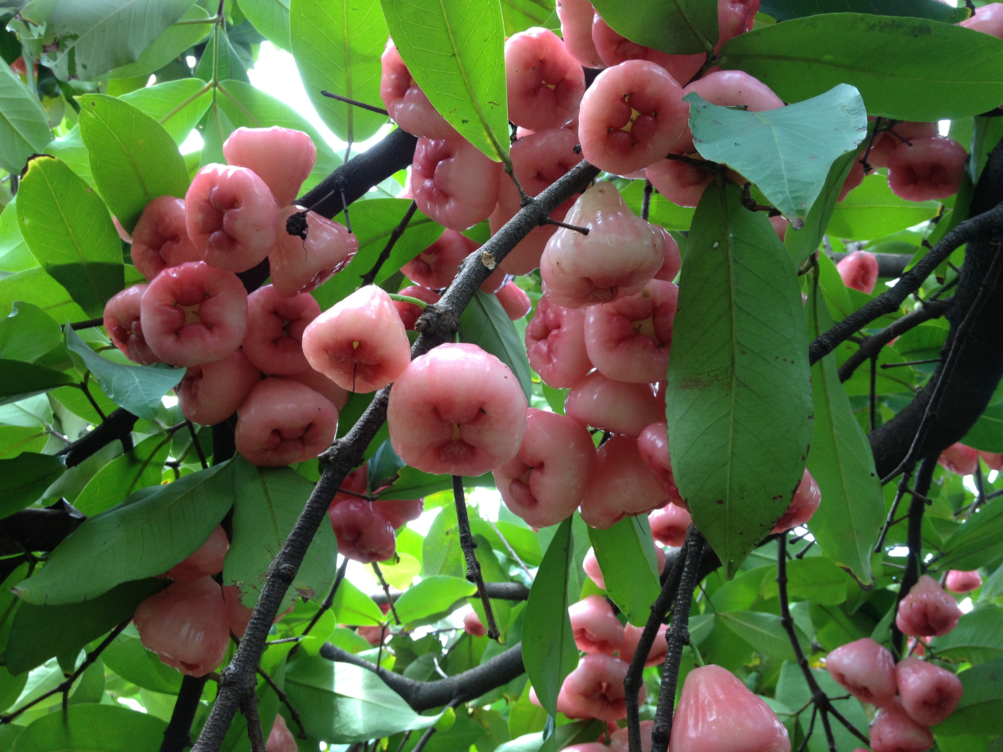 好吃又好看的莲雾果二