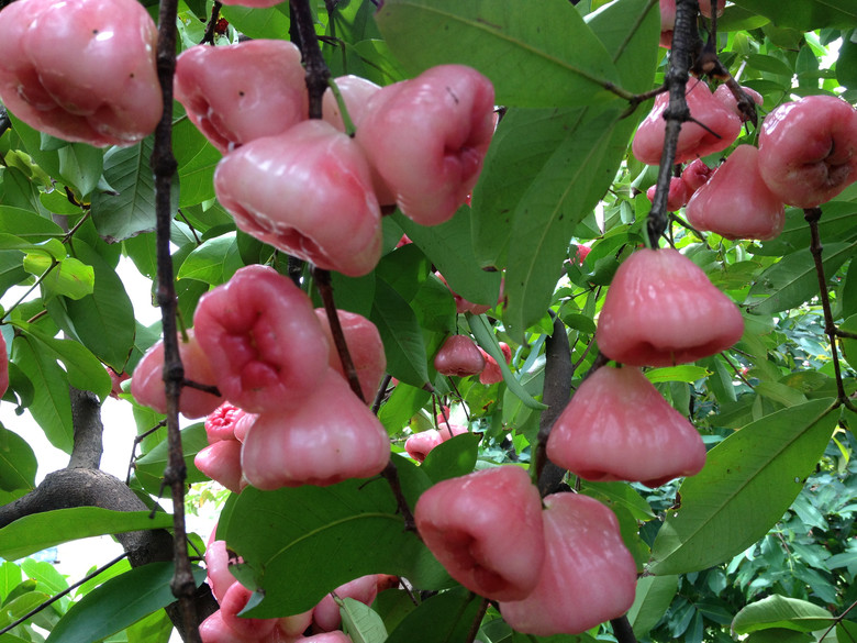 好吃又好看的莲雾果二