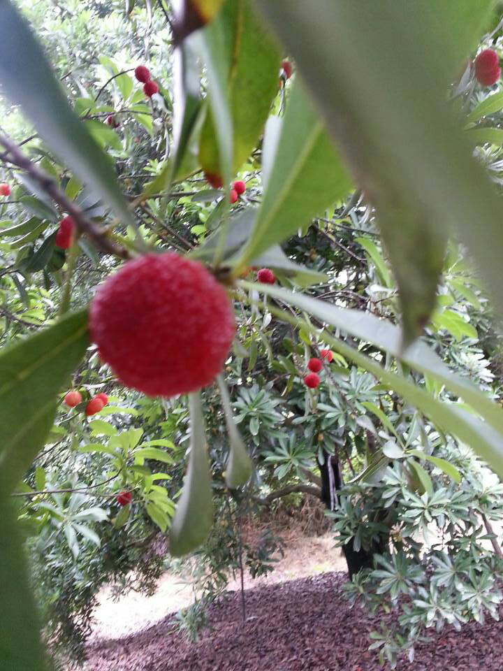 中国上虞二都杨梅休闲自驾游