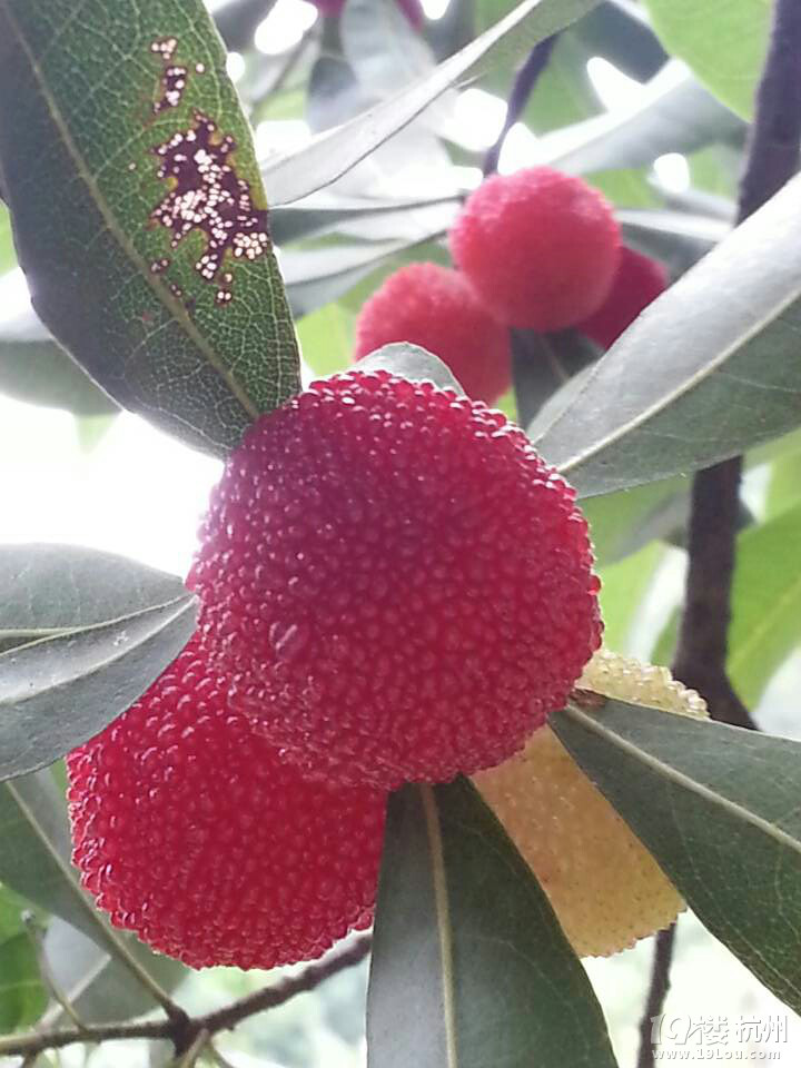 中国上虞二都杨梅休闲自驾游