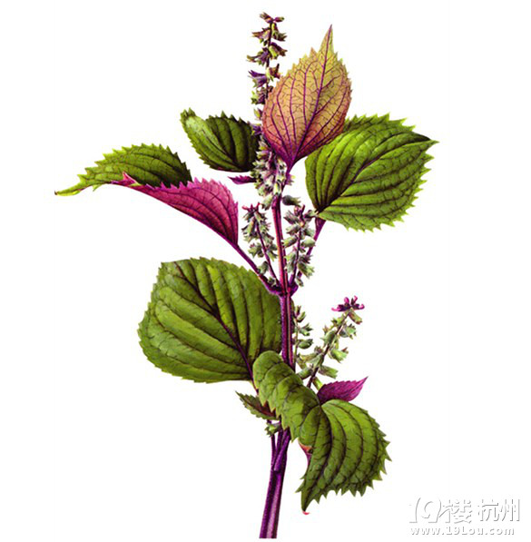 《健康之路》告诉你圣草紫苏的秘密-健康资