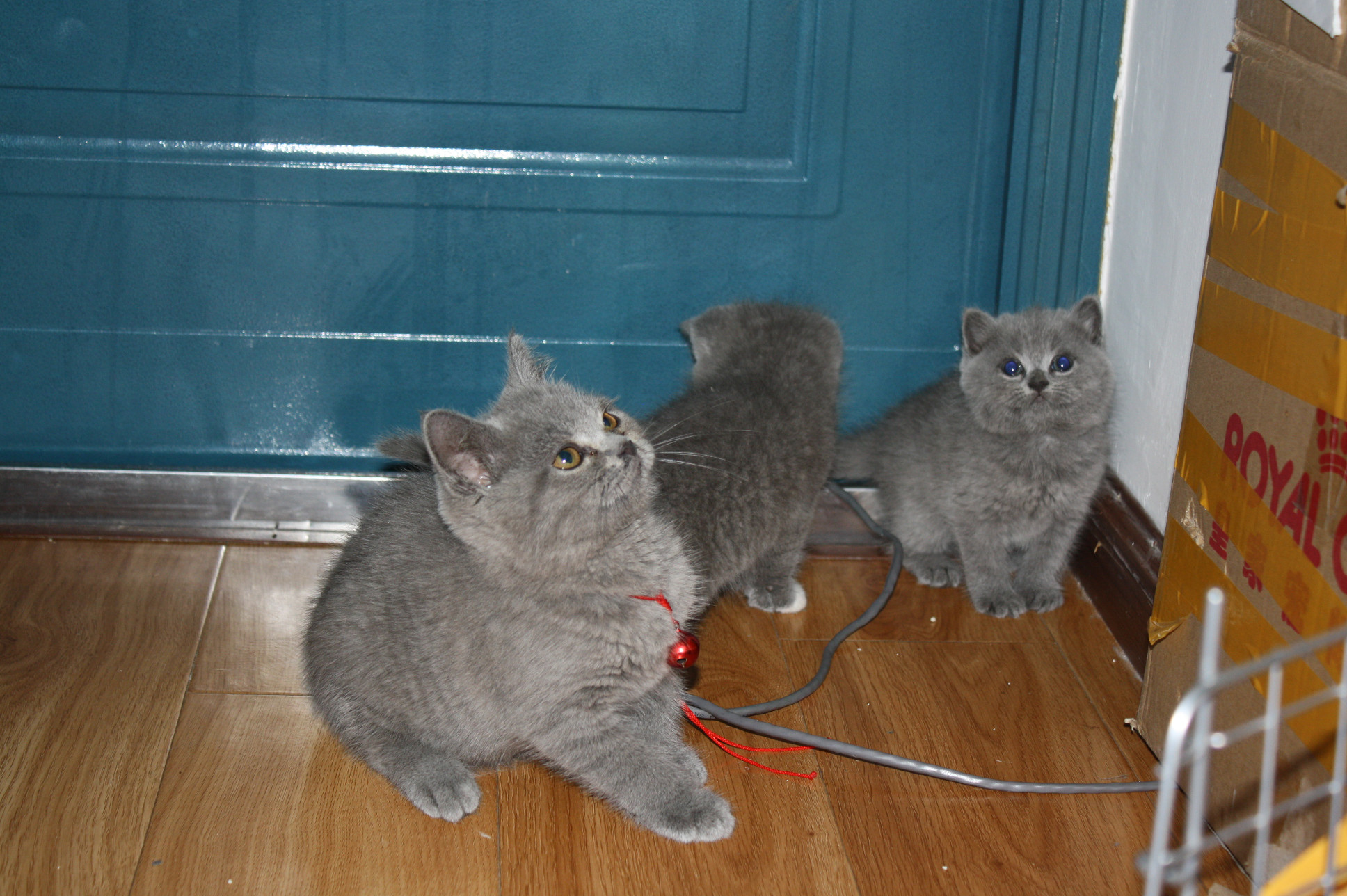 蓝猫加菲找新家