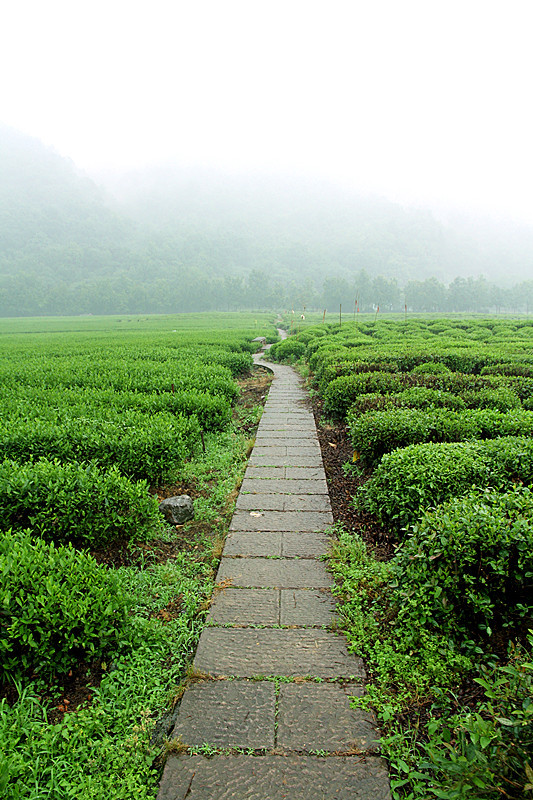 雨中茶园——怀念将要过去的梅雨季