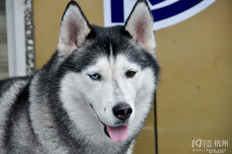 这才叫哈士奇,喜欢小哈的看过来!