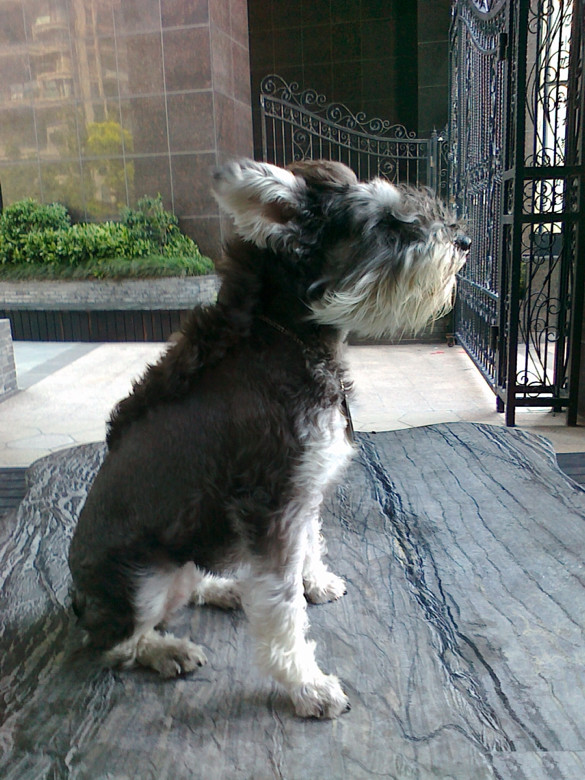 南北混血雪纳瑞兄妹找家长