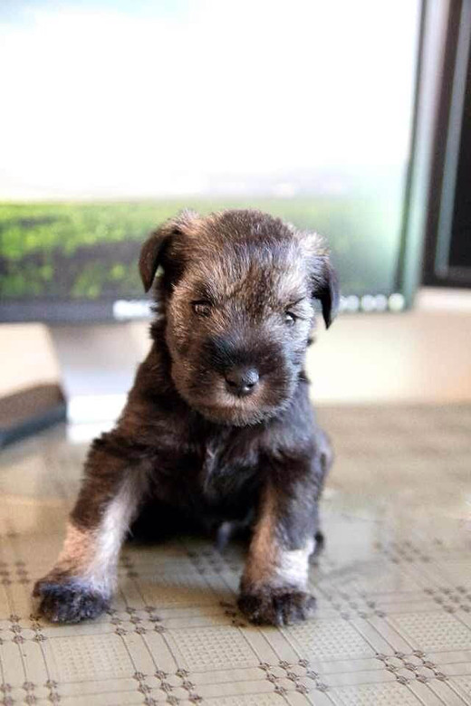 南北混血雪纳瑞兄妹找家长