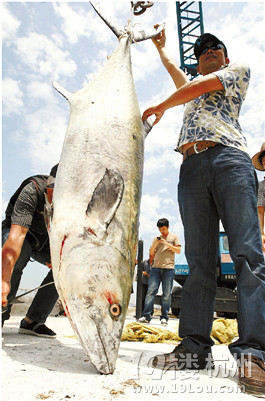 舟山海钓爱好者捕获168斤大耳马鲛鱼(图)
